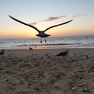La Gaviota Chipiona